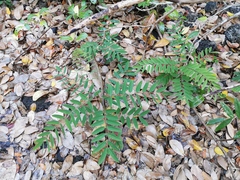 Senna siamea