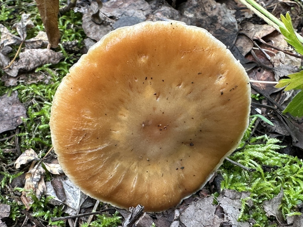 Thaxterogaster sp. 'NM01'