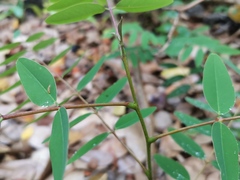 Senna siamea