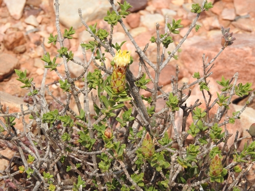 Kleinkaroo Gumbush (Pteronia hutchinsoniana)