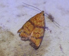 Pycnozancla acribes