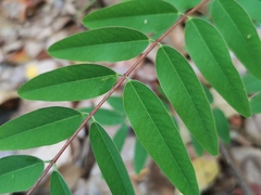 Senna siamea