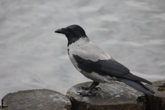Corvus cornix