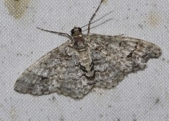 Myrioblephara desumpta