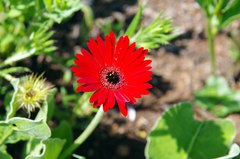 Gerbera aurantiaca