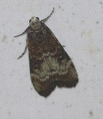 Heteromicta tripartitella