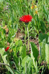 Gerbera aurantiaca