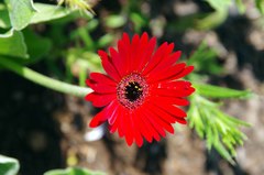 Gerbera aurantiaca