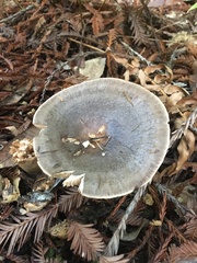 Lactarius kauffmanii
