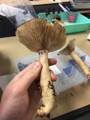 Lactarius kauffmanii