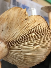 Lactarius kauffmanii
