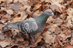 Columba livia domestica