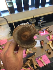 Lactarius kauffmanii