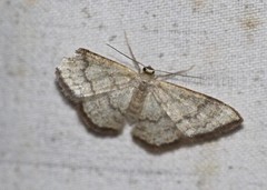 Idaea coercita