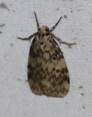 Hectobrocha subnigra