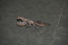 Rhombomantis woodmasoni