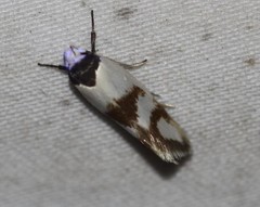 Antipterna trilicella