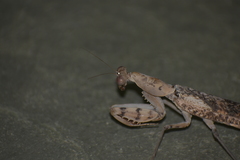 Rhombomantis woodmasoni