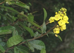 Acridocarpus natalitius