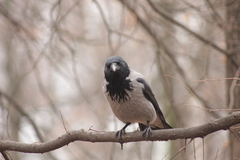 Corvus cornix