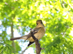 Empidonax difficilis cineritius