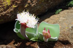 Haemanthus humilis