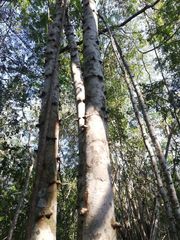 Piptadenia retusa