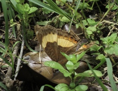 Junonia elgiva