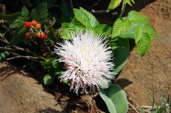 Haemanthus humilis