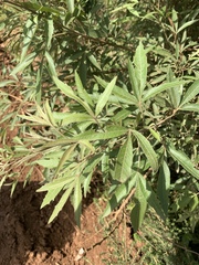 Searsia gerrardii
