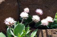 Haemanthus humilis