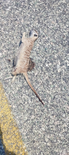 Meerkat
