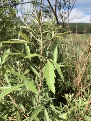 Searsia gerrardii