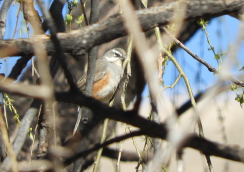 Rufous-sided Warbling Finch (Poospizopsis hypocondria), photo 4