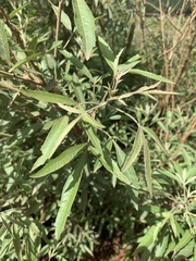 Searsia gerrardii