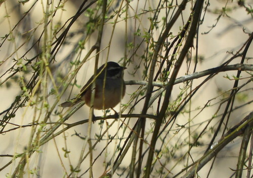 Rufous-sided Warbling Finch (Poospizopsis hypocondria), photo 5