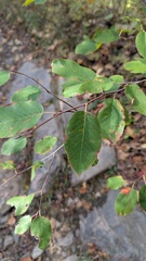 Amelanchier stolonifera, photograph (c) treelogical, some rights reserved (CC BY)