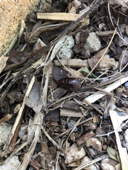 Pycnoscelus surinamensis