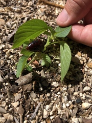 Pycnoscelus surinamensis