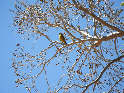 Greenish Yellow Finch (Sicalis olivascens), photo 8