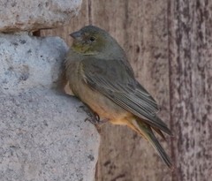 Sicalis olivascens