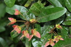 Acridocarpus natalitius