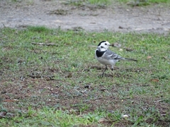 Motacilla alba