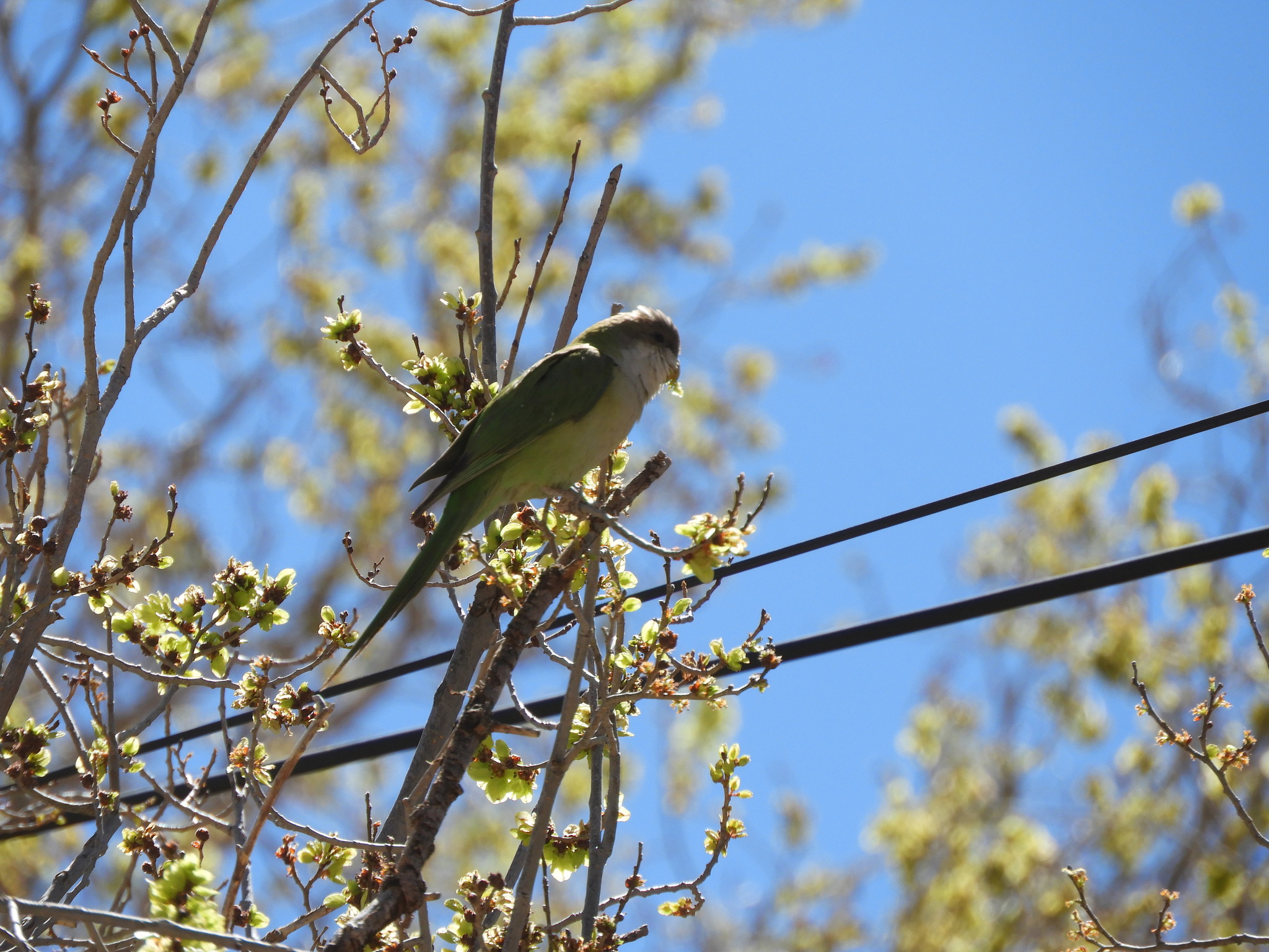 Grey-hooded Parakeet (Psilopsiagon aymara), photo 10