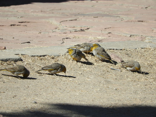 Citron-headed Yellow Finch (Sicalis luteocephala), photo 2