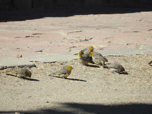 Sicale à tête jaune (Sicalis luteocephala)