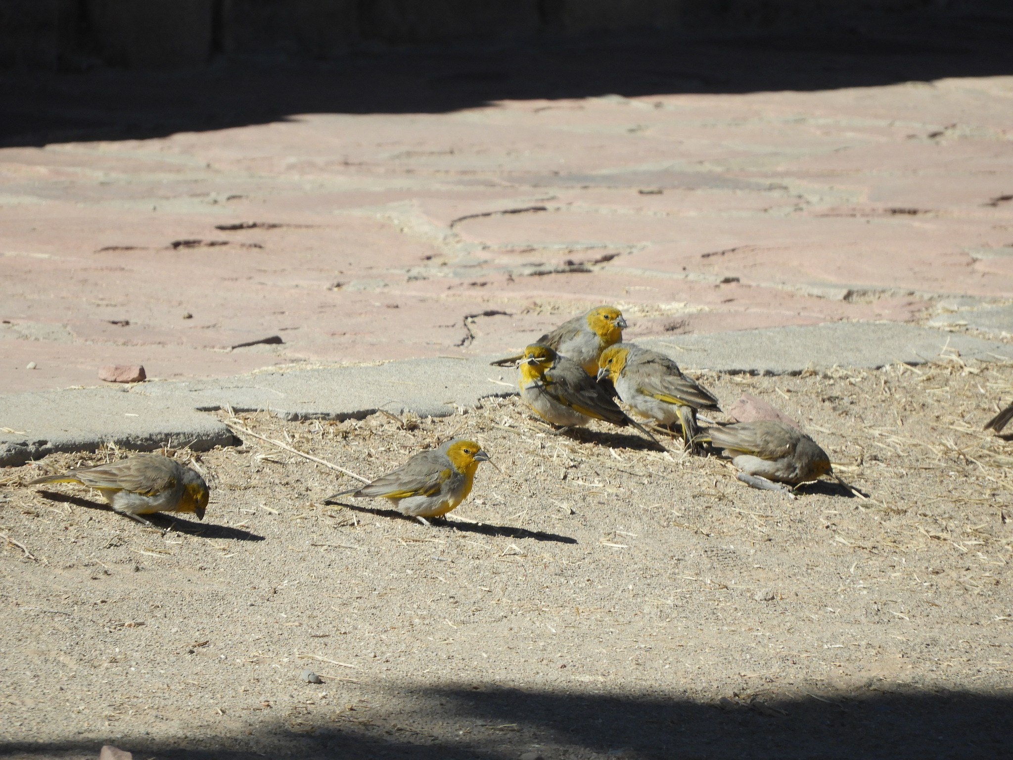Citron-headed Yellow-Finch (Sicalis luteocephala)