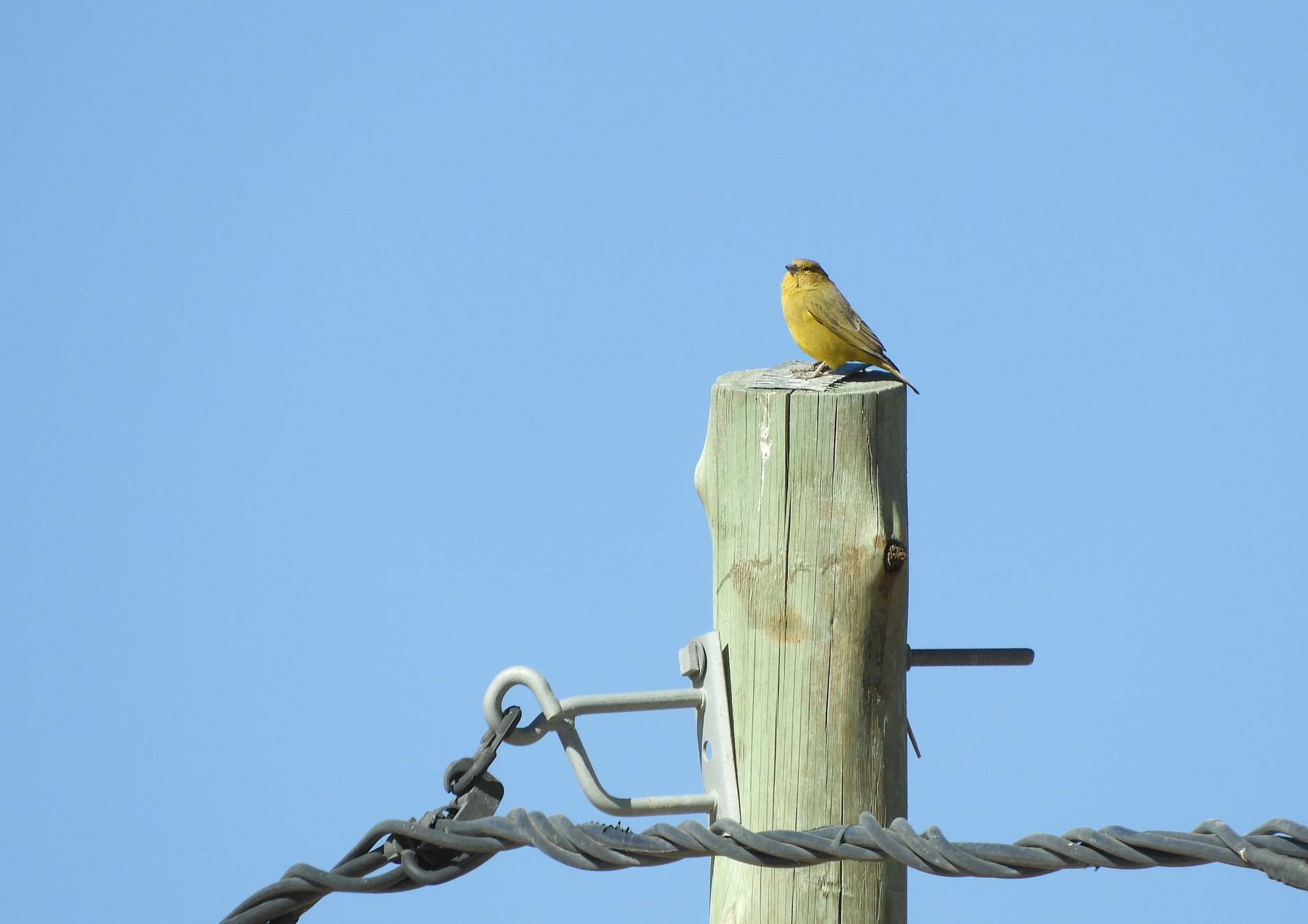 Puna Yellow Finch (Sicalis lutea), photo 8