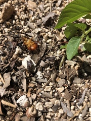 Pycnoscelus surinamensis