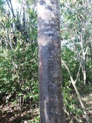 Cnidoscolus megacanthus